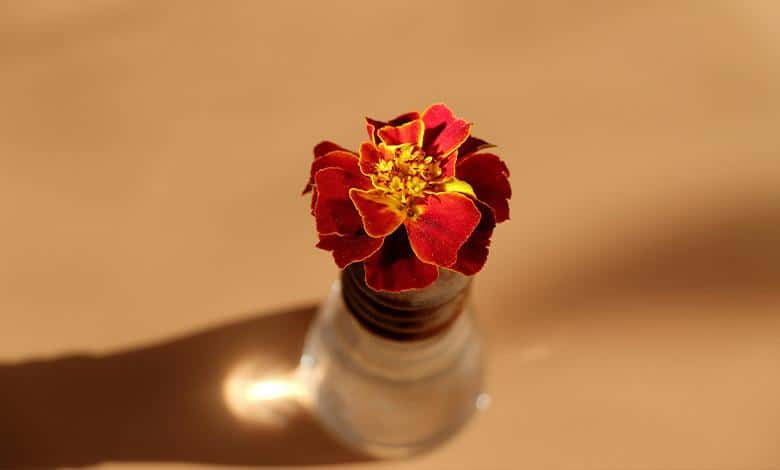 نگهداری گل رز در خانه